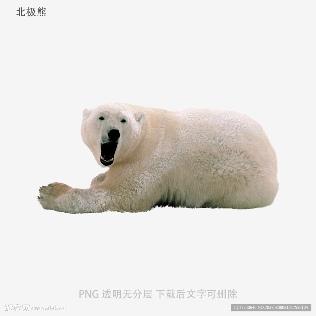 北极熊