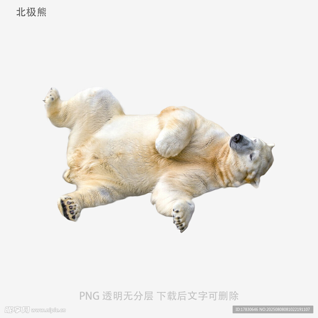 北极熊