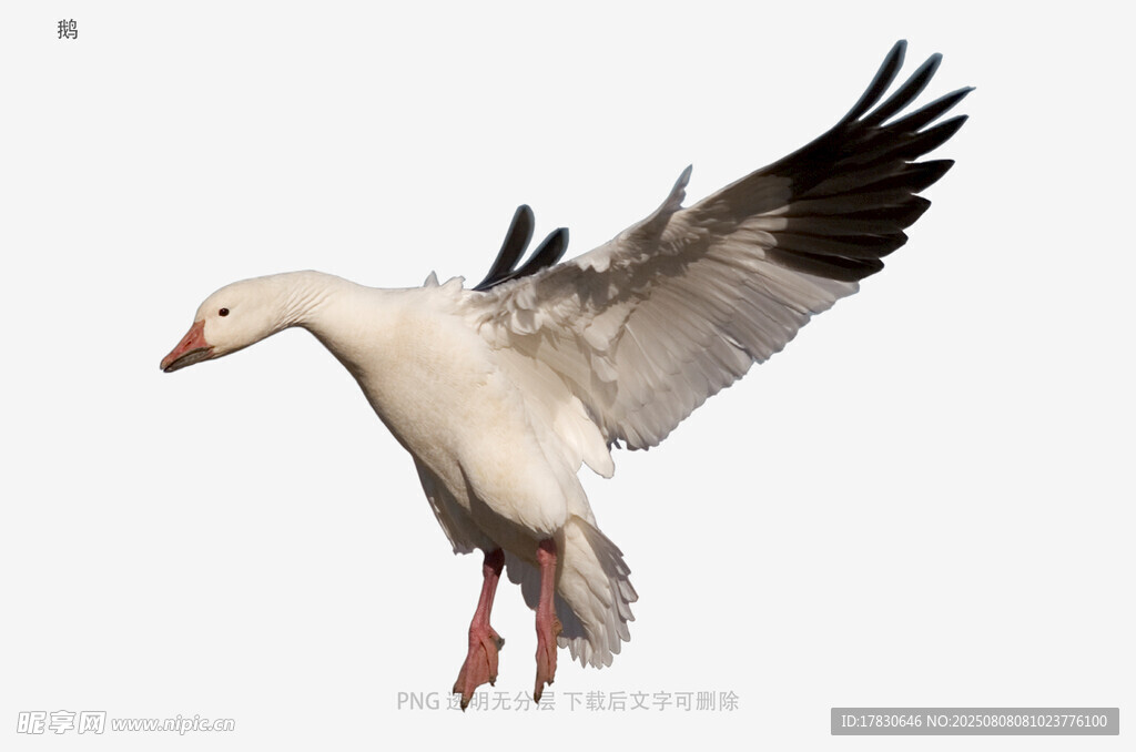 鹅