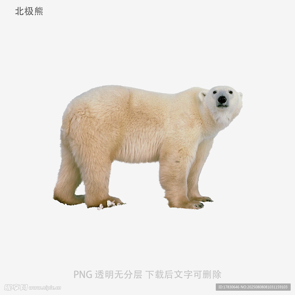 北极熊
