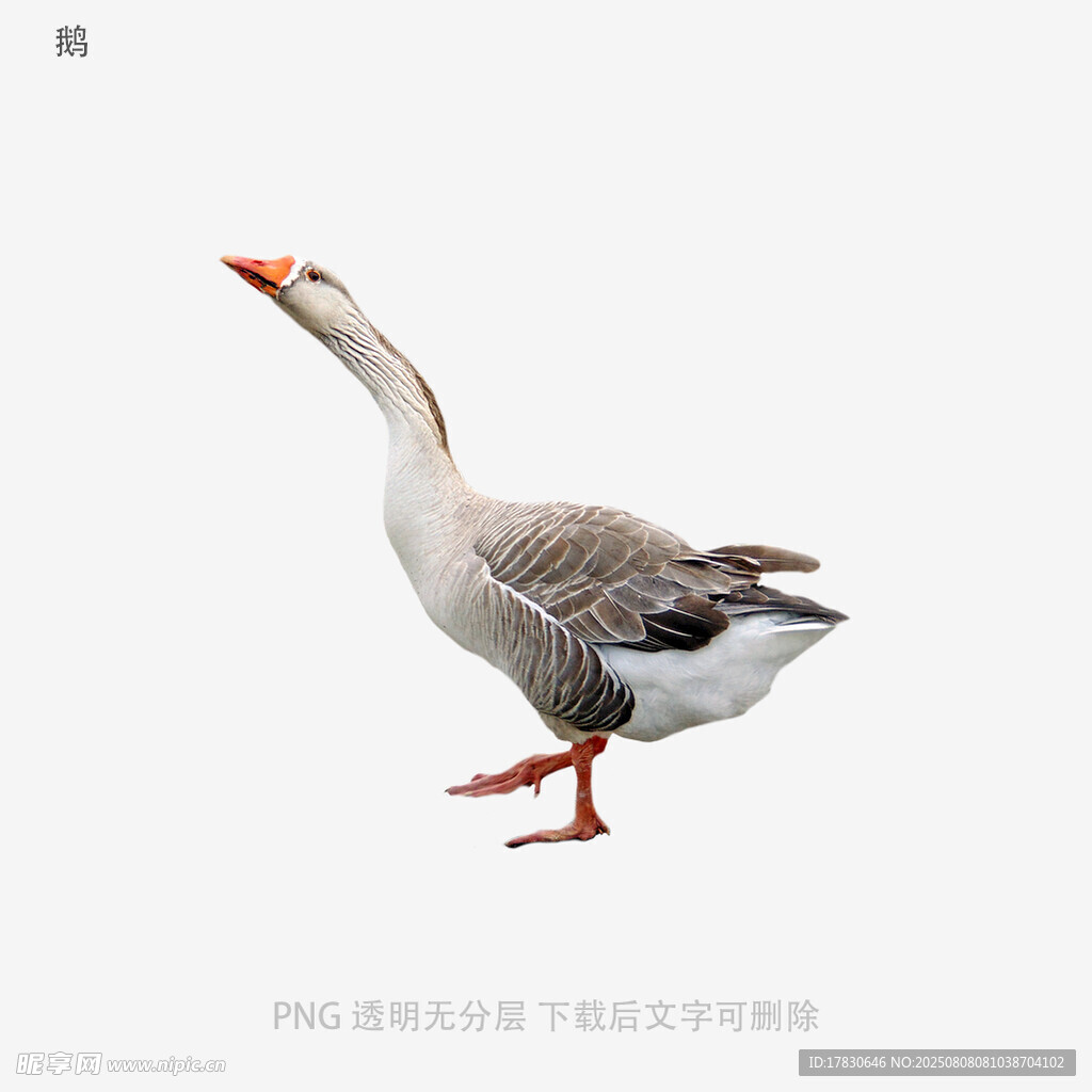 鹅