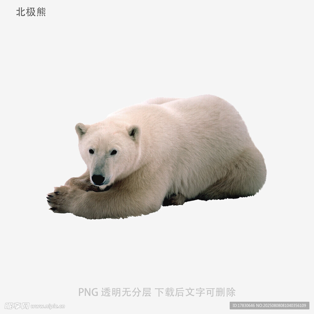 北极熊
