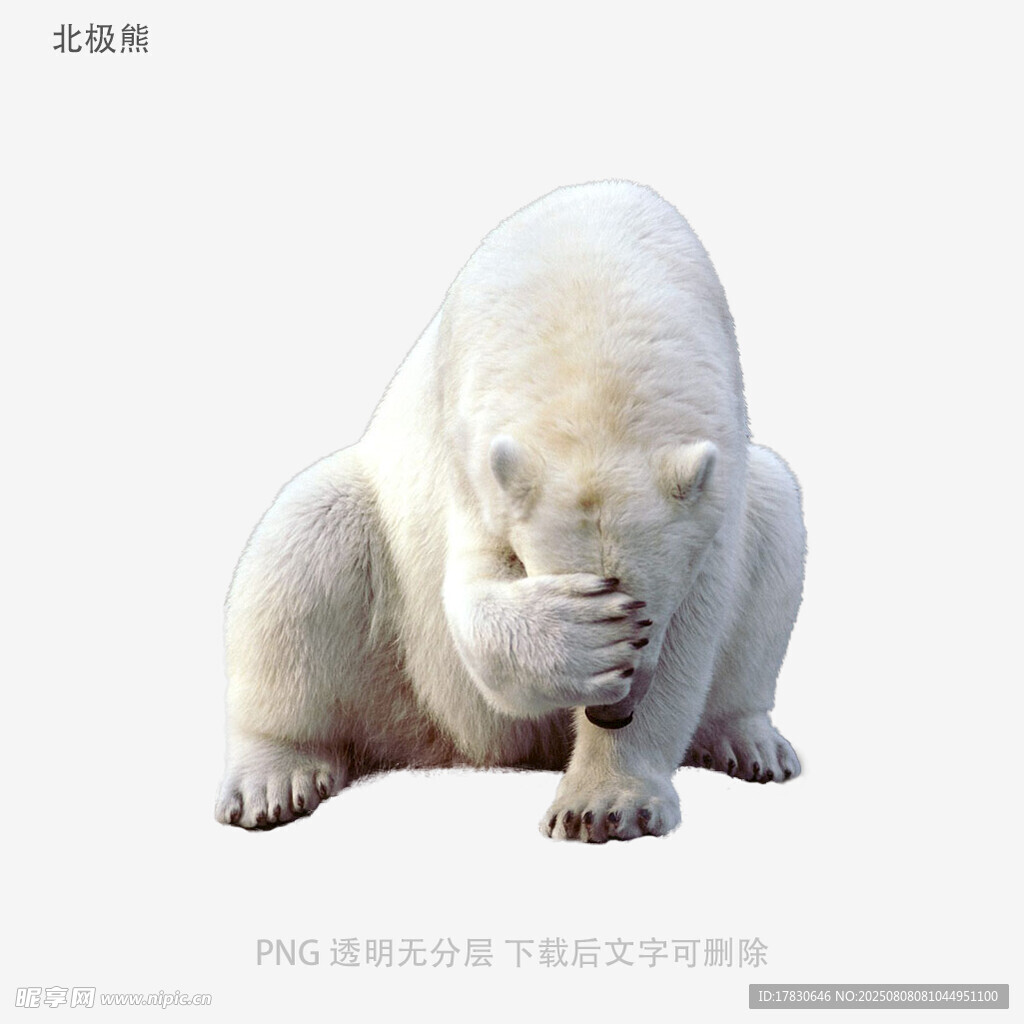北极熊