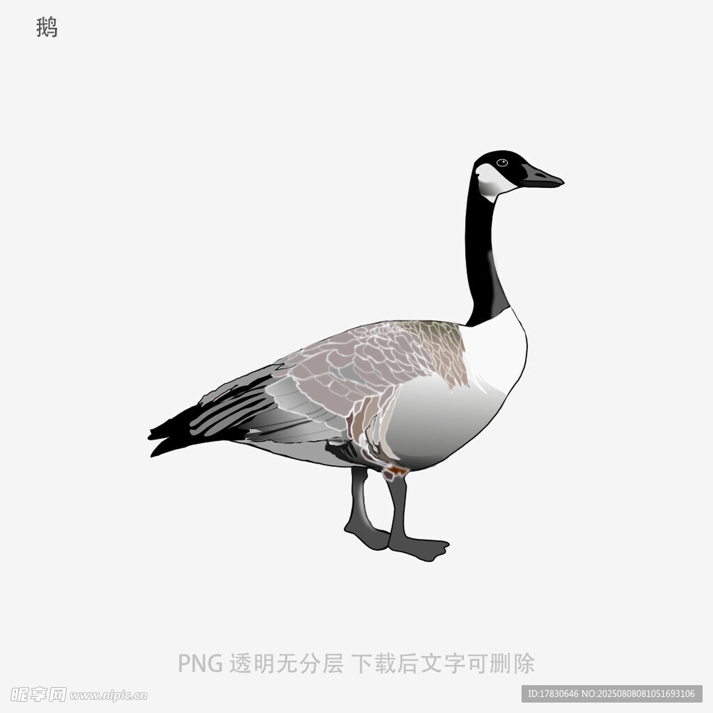 鹅