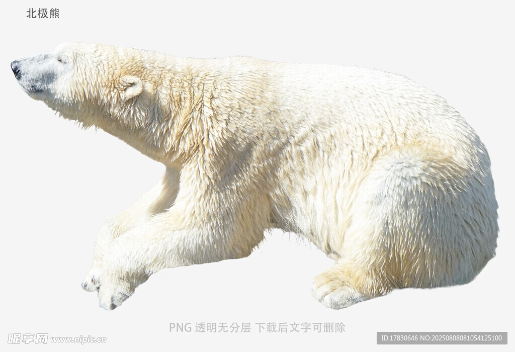 北极熊