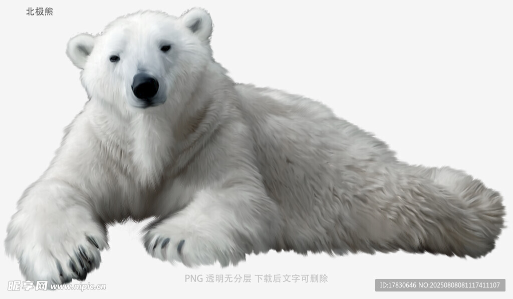 北极熊