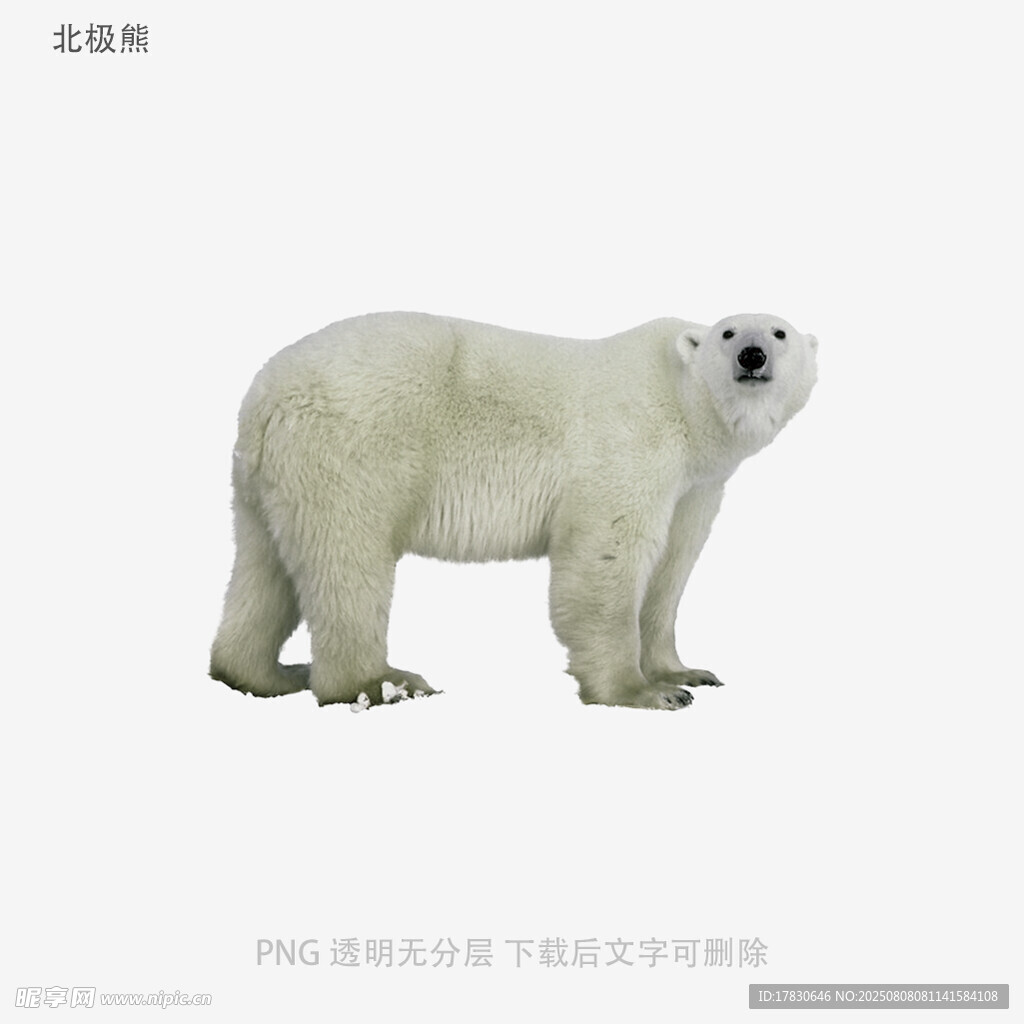 北极熊