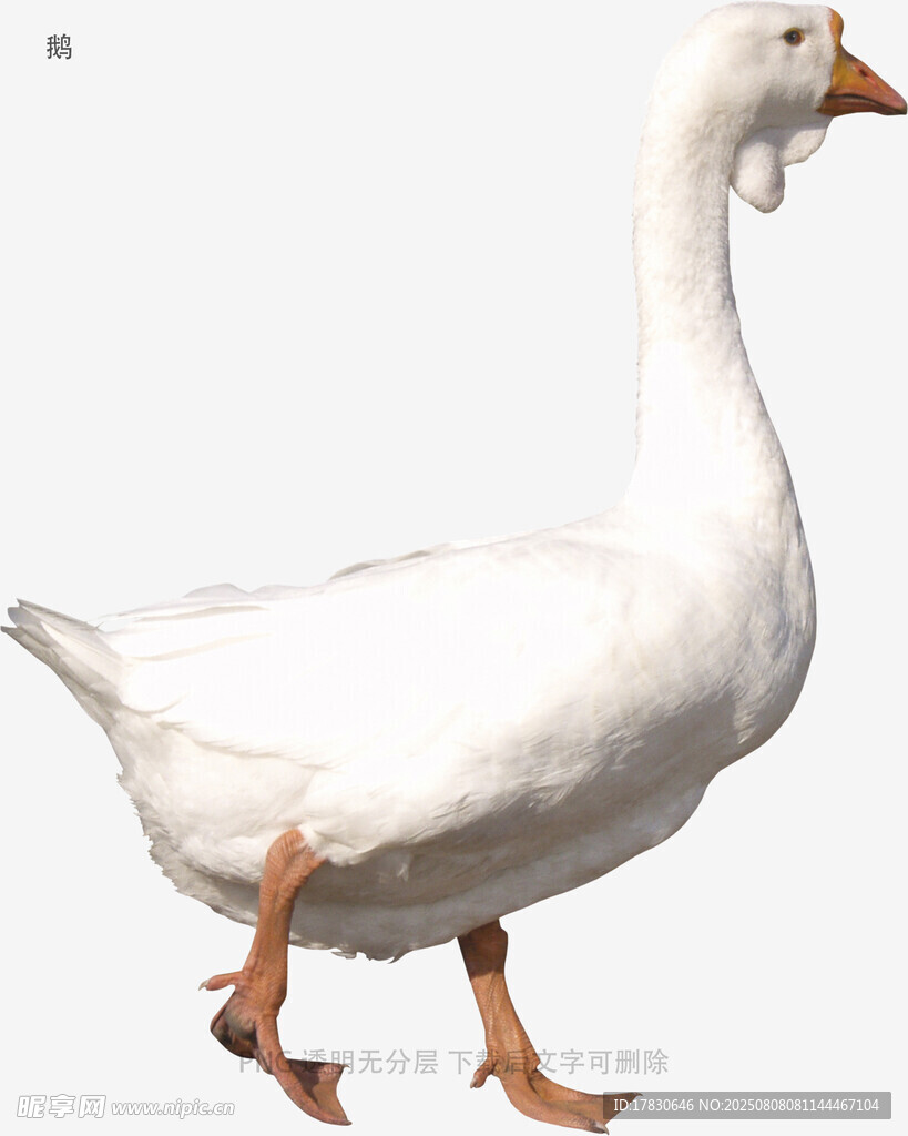 鹅