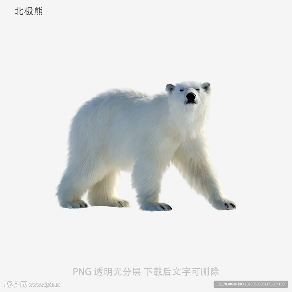 北极熊