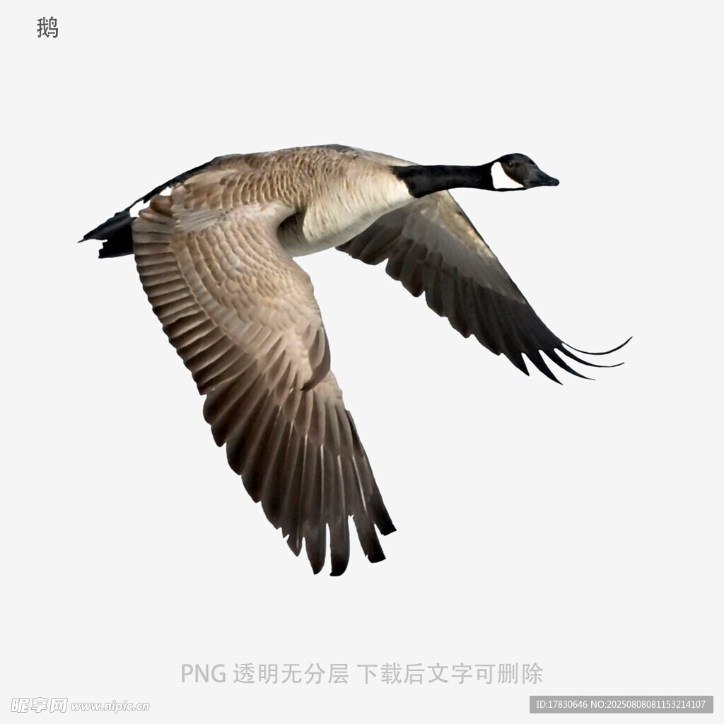 鹅