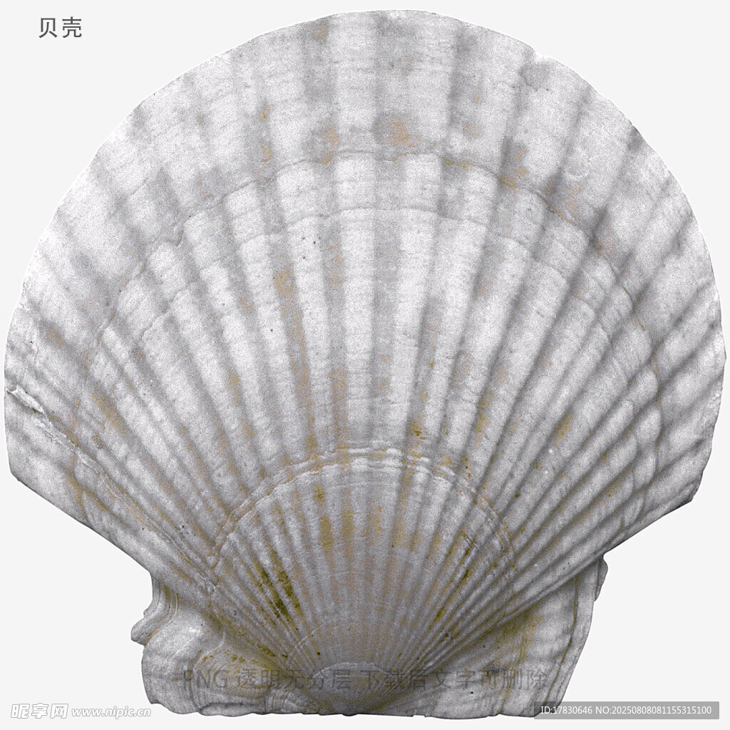 贝壳