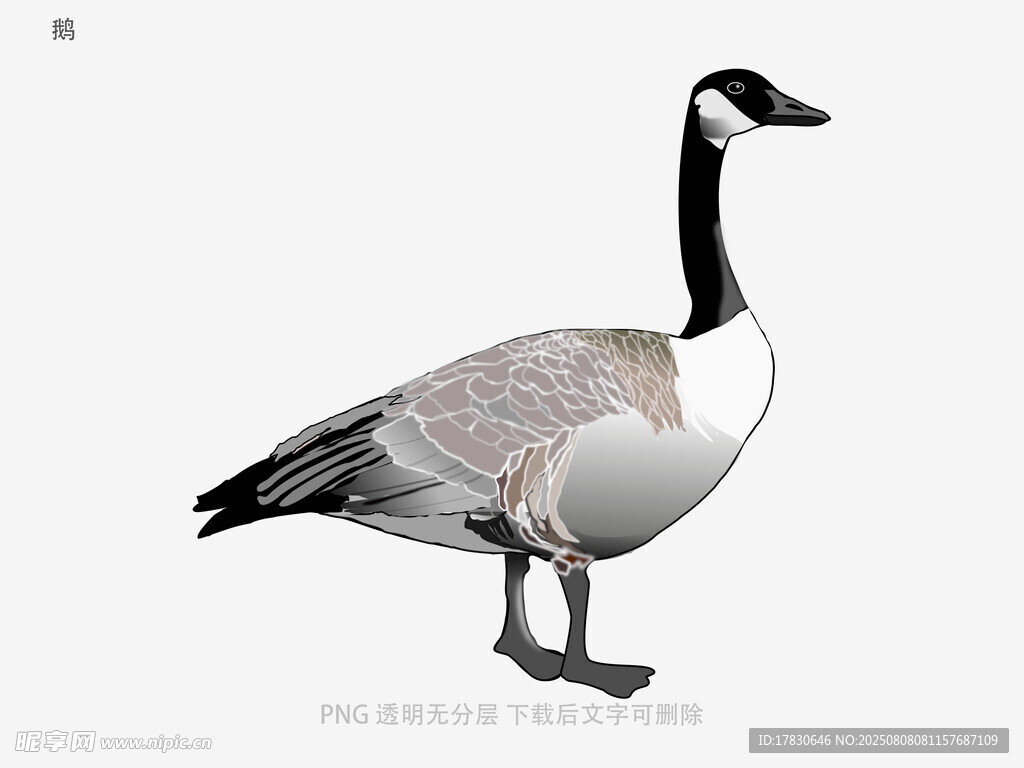 鹅