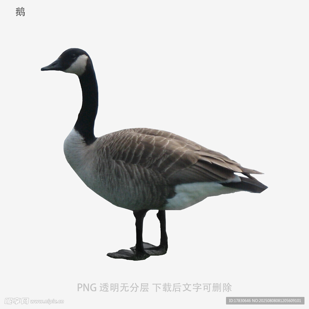 鹅