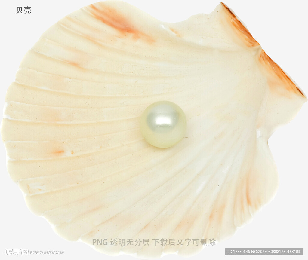 贝壳