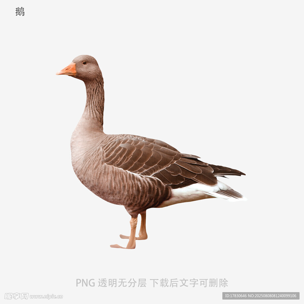 鹅