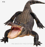 鳄鱼