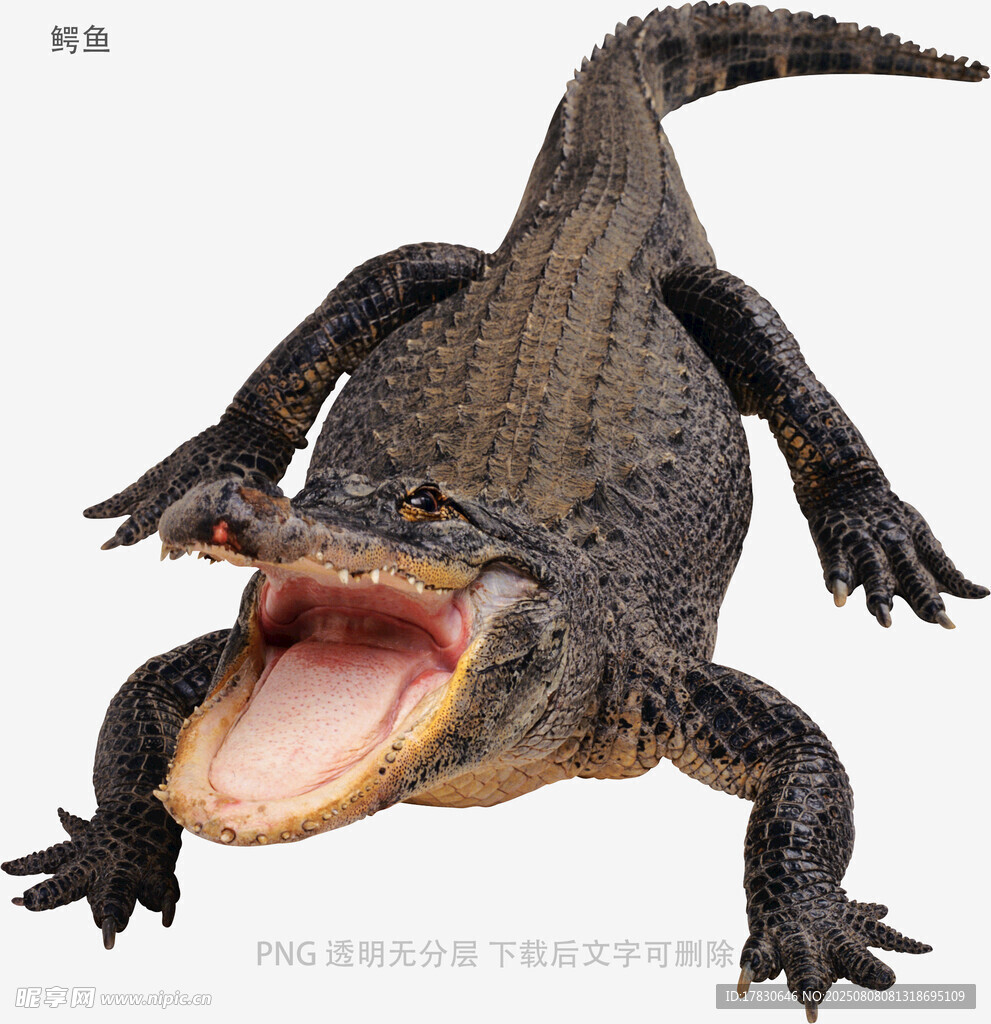 鳄鱼