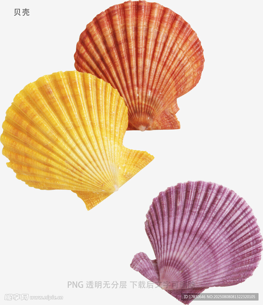 贝壳