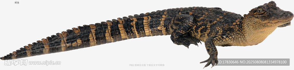 鳄鱼