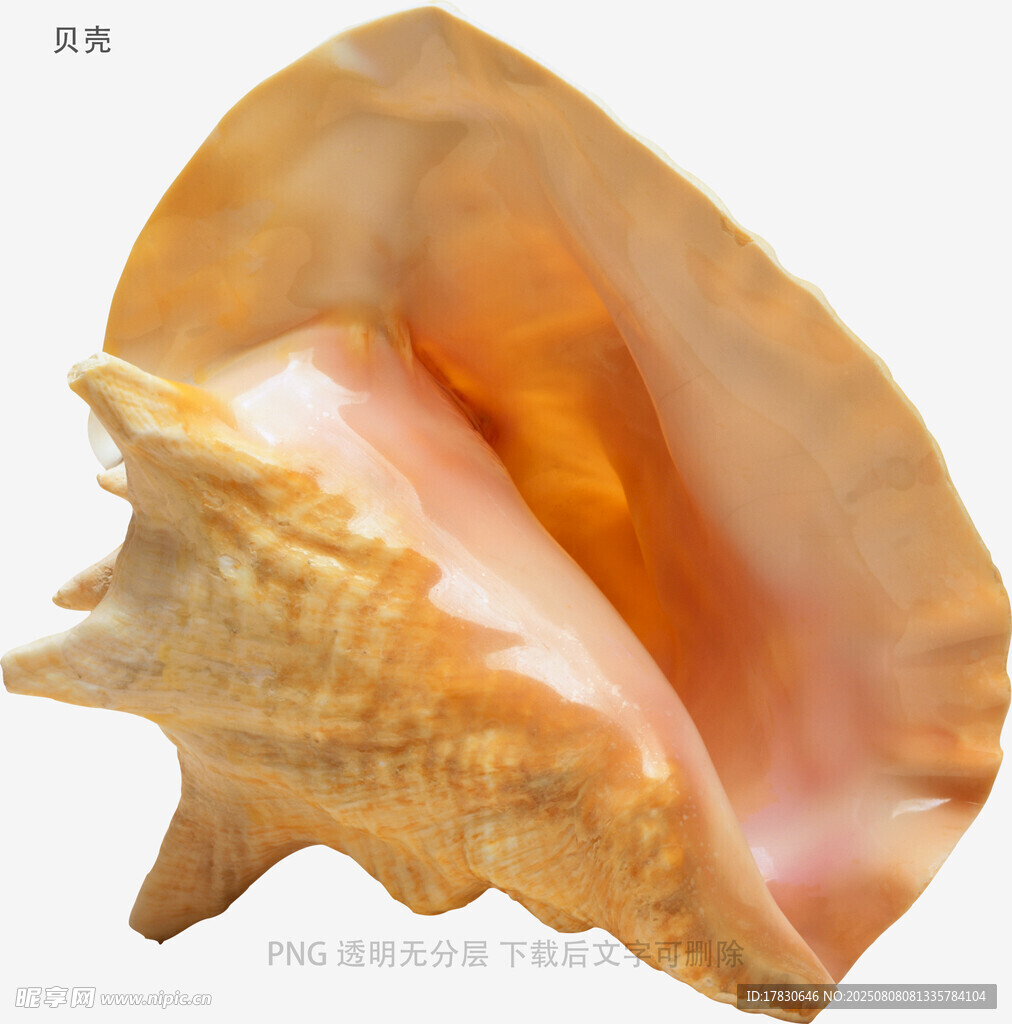 贝壳