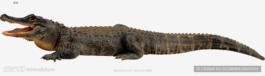 鳄鱼