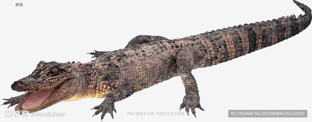 鳄鱼