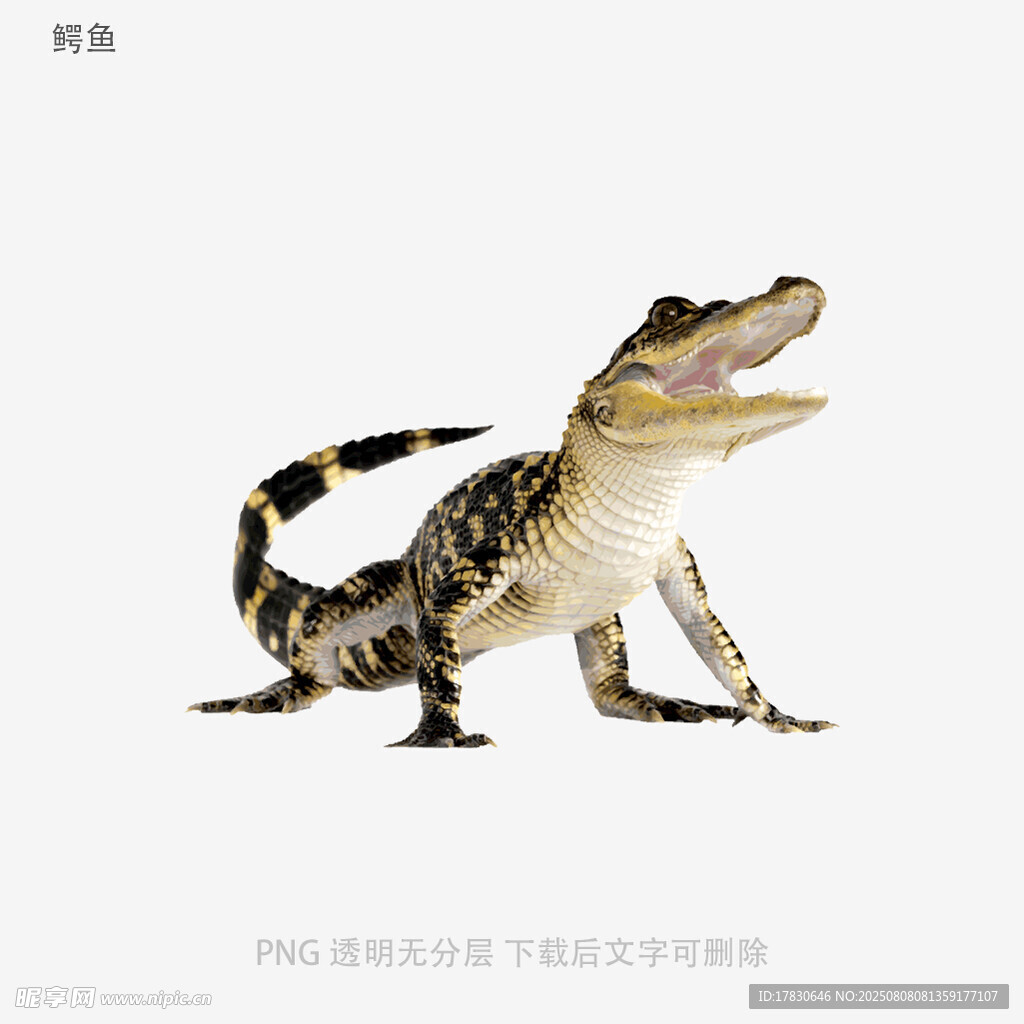 鳄鱼