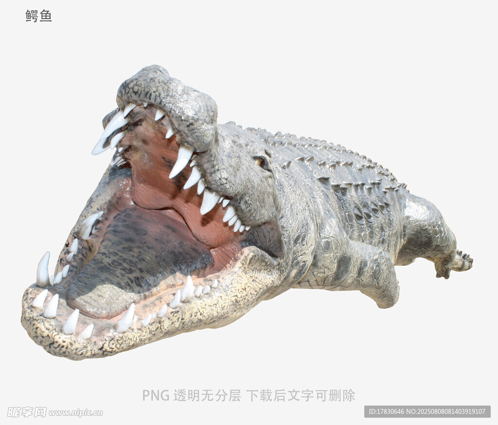 鳄鱼