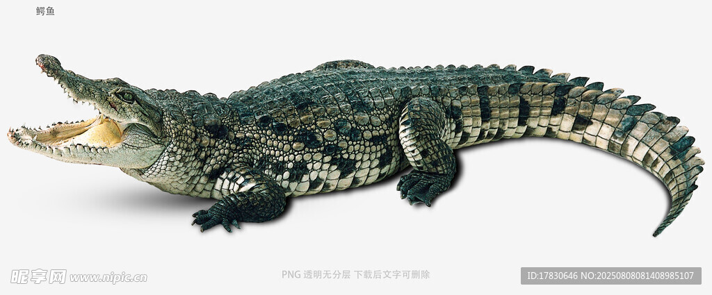 鳄鱼