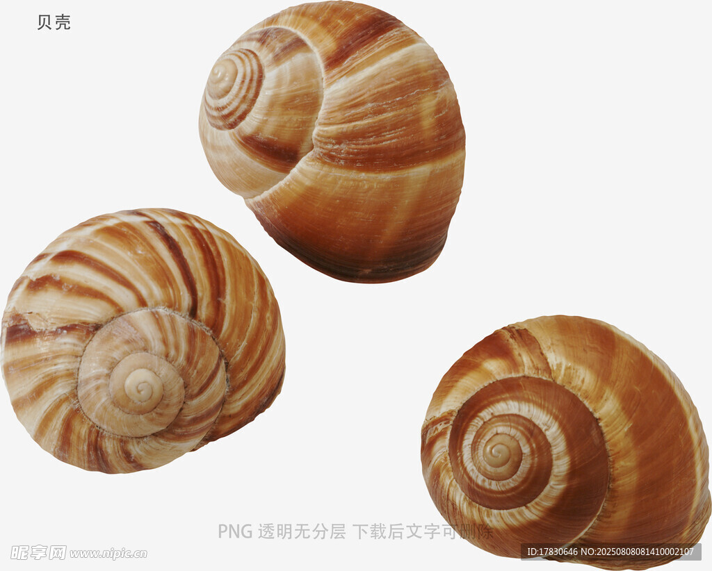 贝壳