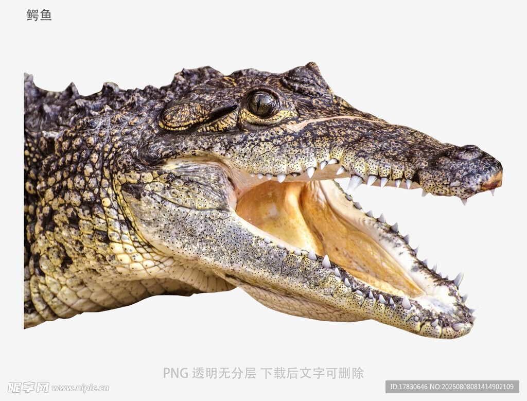 鳄鱼