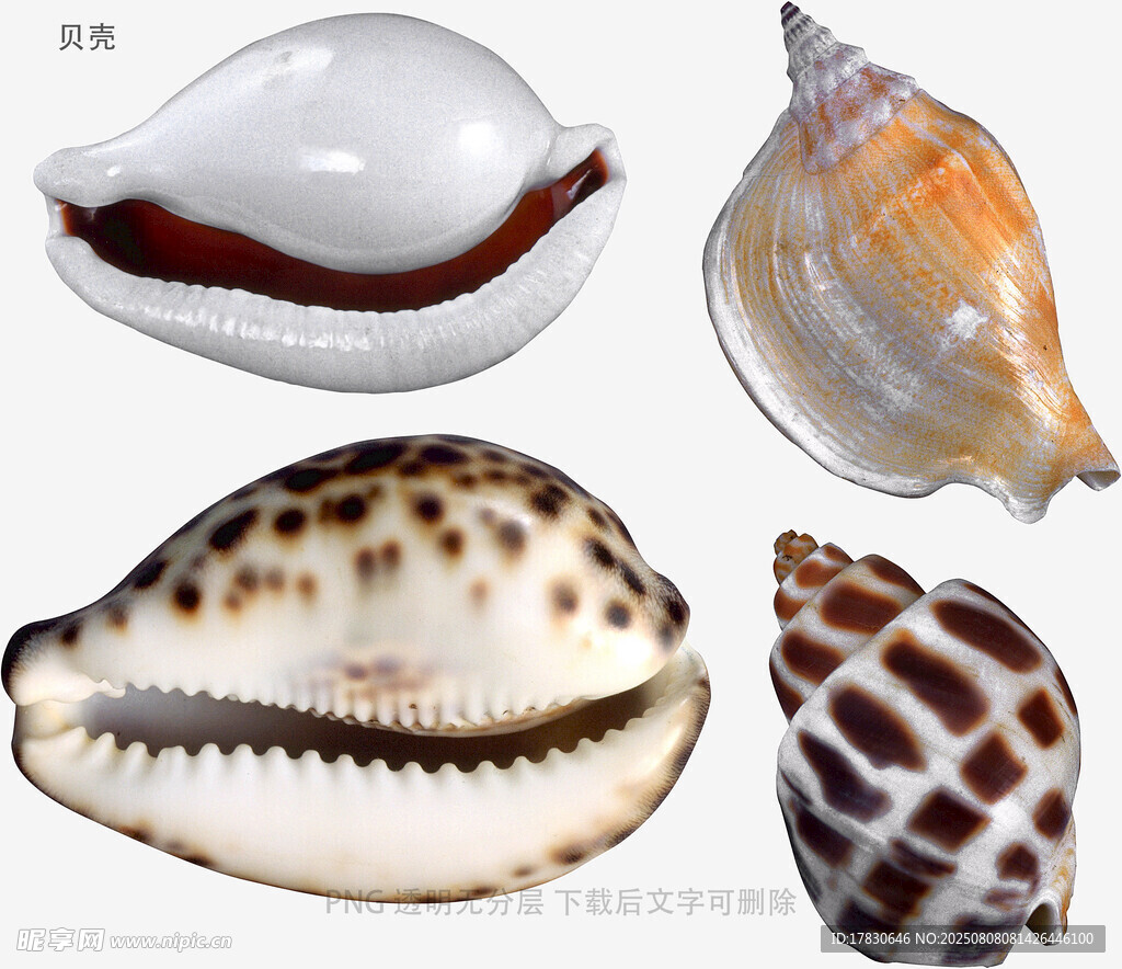 贝壳