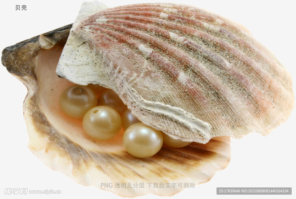 贝壳