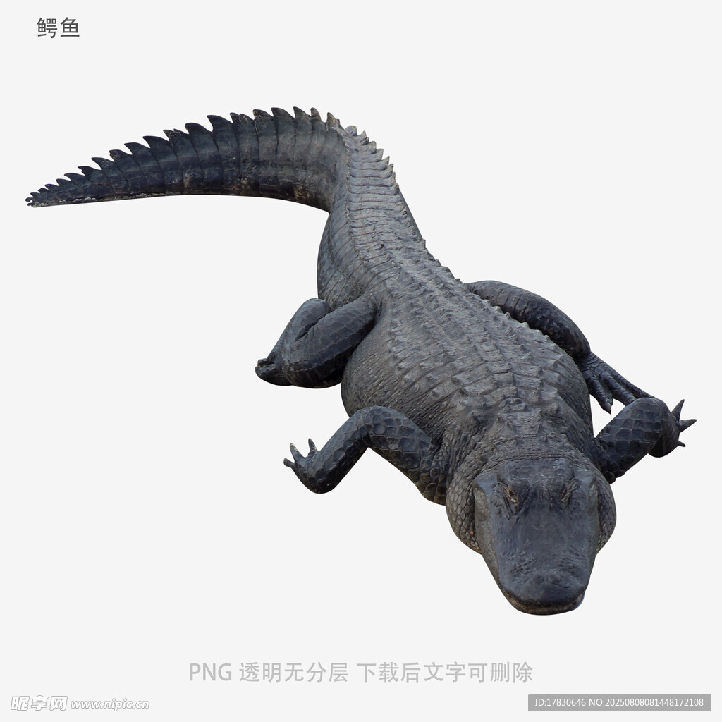 鳄鱼