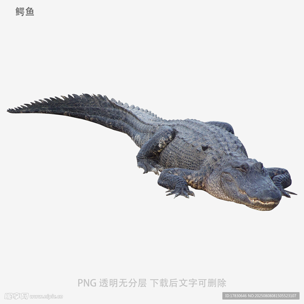 鳄鱼
