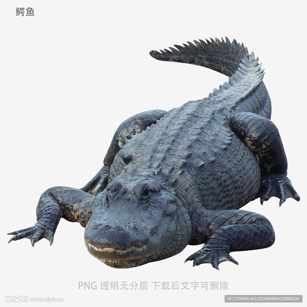 鳄鱼