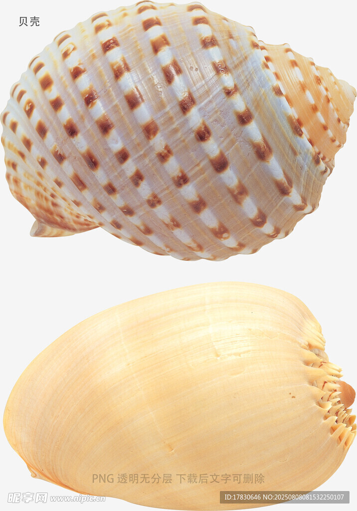 贝壳