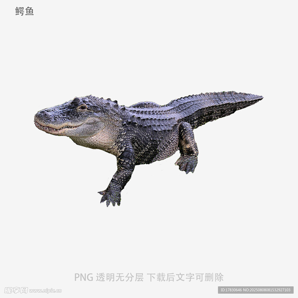鳄鱼