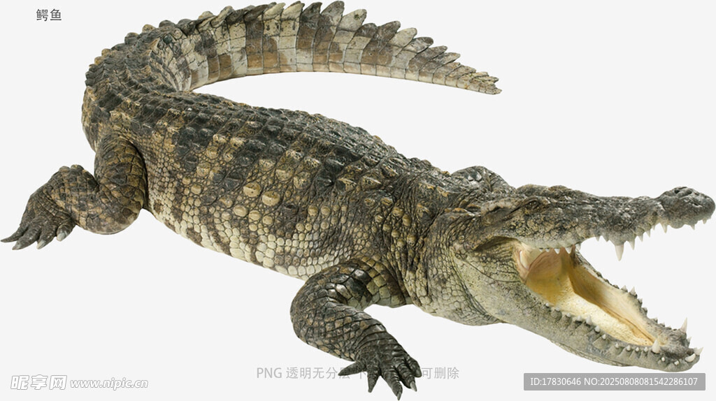 鳄鱼