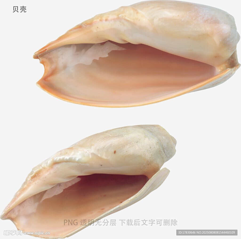 贝壳
