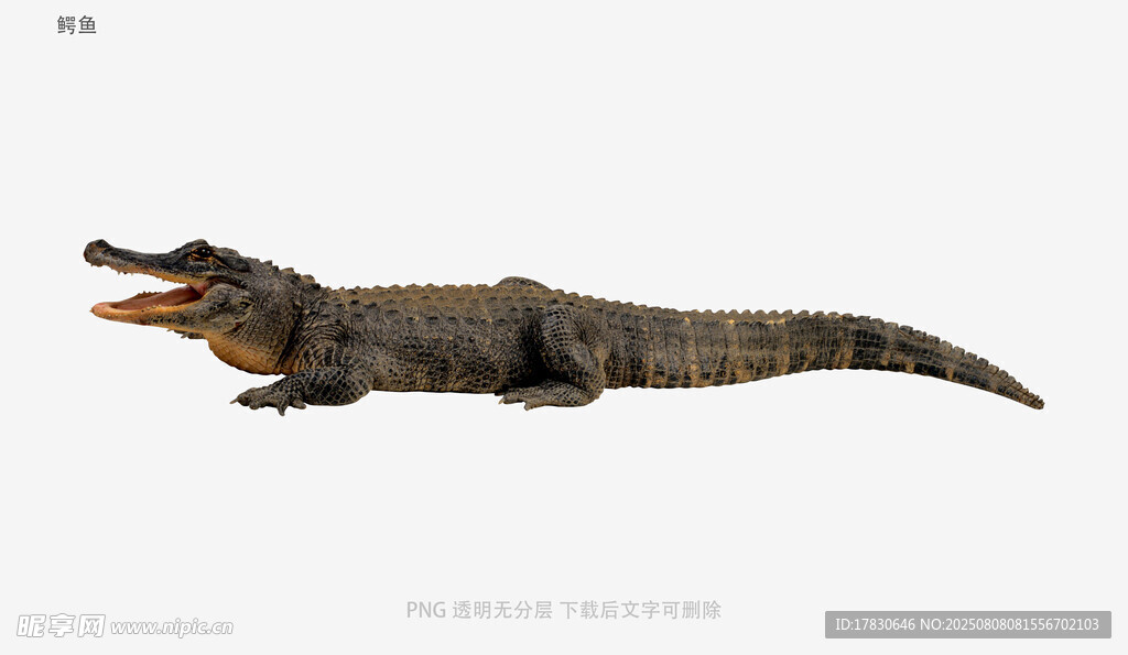 鳄鱼