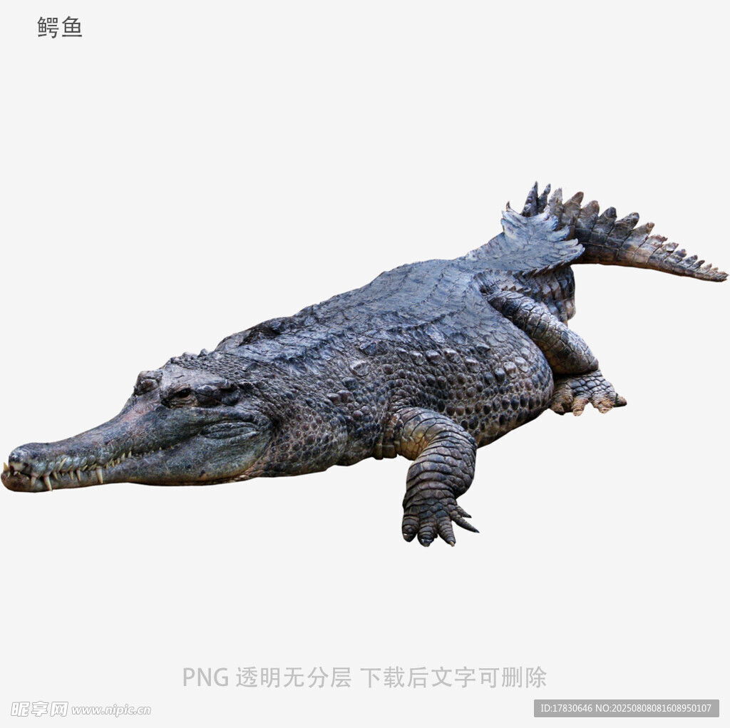 鳄鱼