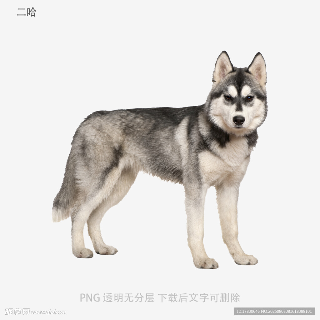 二哈