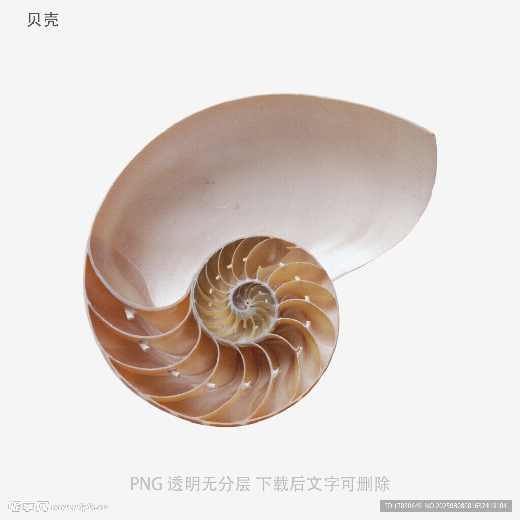 贝壳