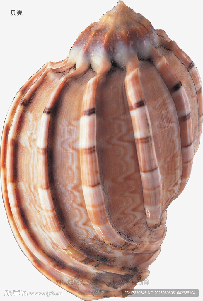 贝壳