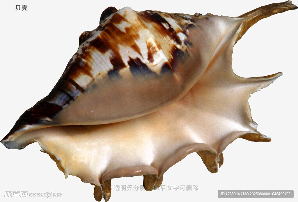 贝壳
