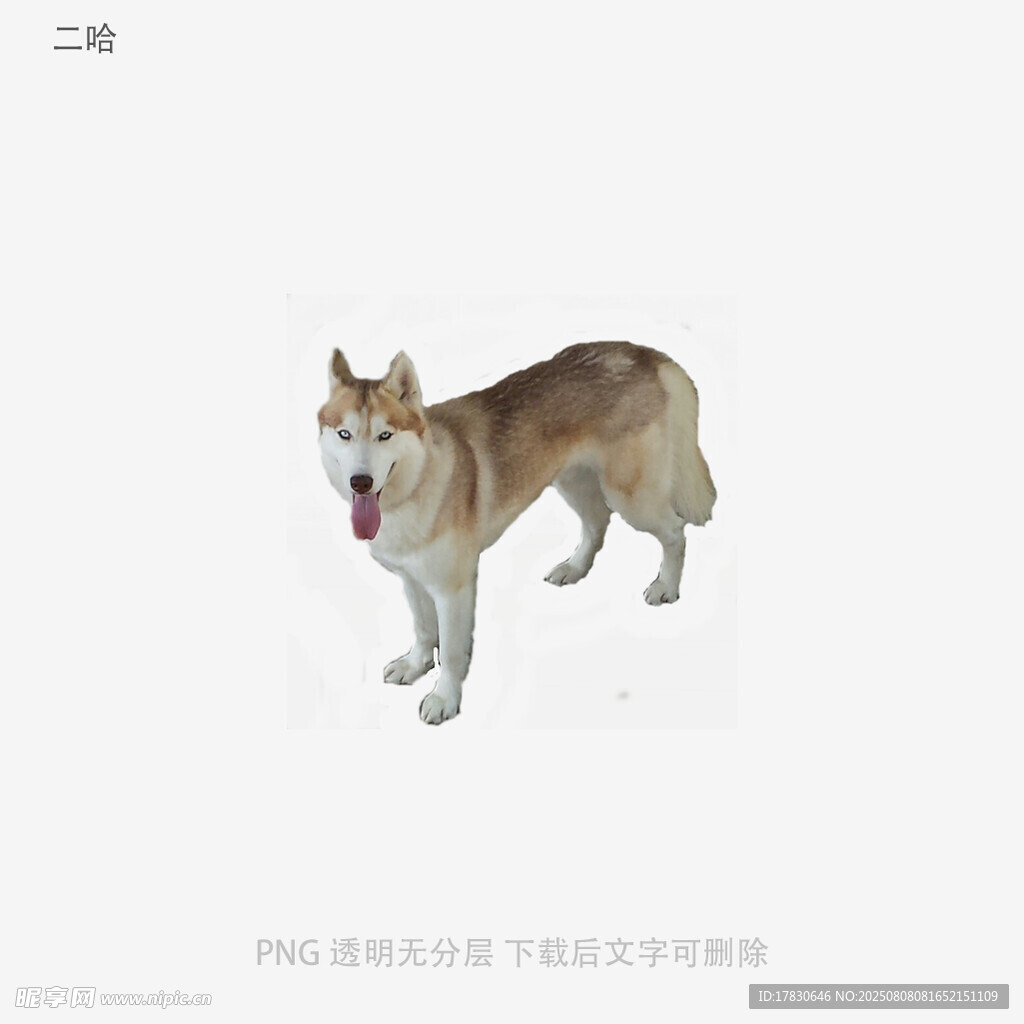 二哈