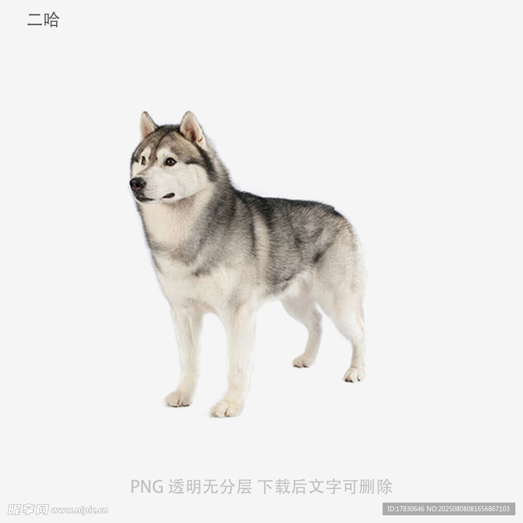 二哈