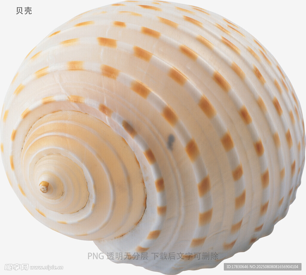 贝壳