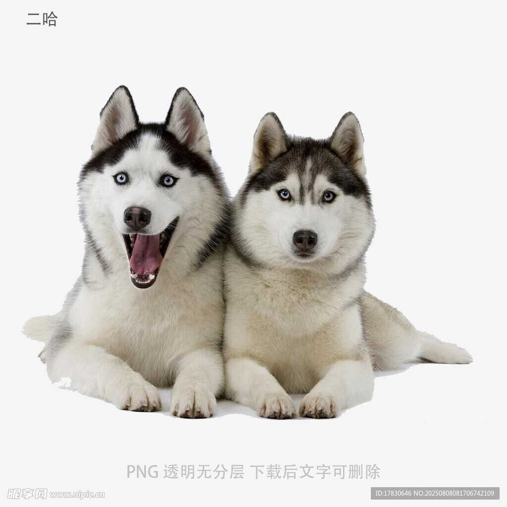 二哈